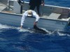 Marlin release